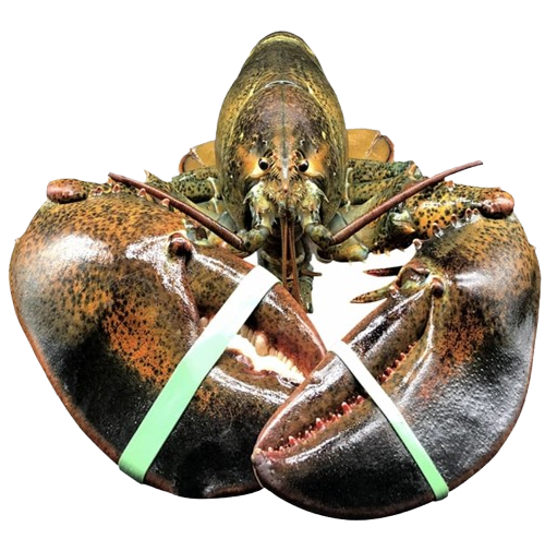 Live Maine Lobster
