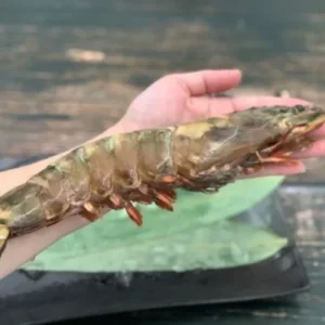 Colossal Black Tiger Prawns photo review